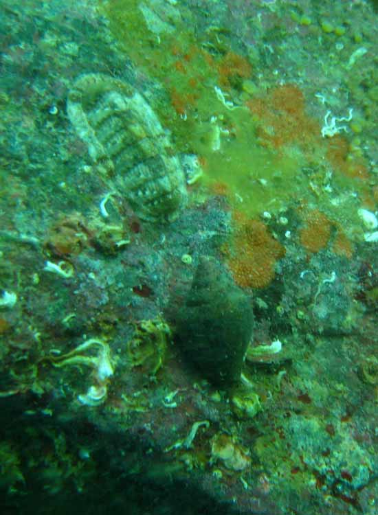 Chiton olivaceus